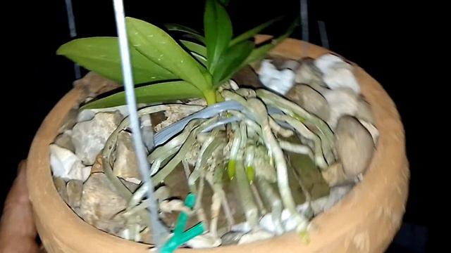 🔴MELHOR SUBSTRATO PARA PHALAENOPSIS COM RÁPIDO ENRAIZAMENTO ❗➡️Replante ,dicas e rega⬅️ смотреть онлайн