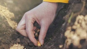 Как избавить лук от стрелок Опытные садоводы раскрывают секреты