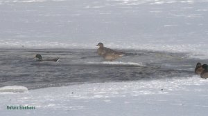 Городские утки на старой плотине в Челябинске