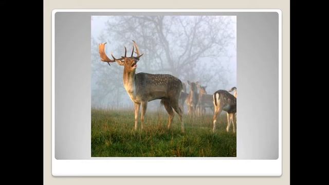 Я и мой мир. Сохраним зелёную планету смотреть онлайн