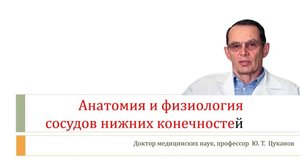 Анатомия и физиология сосудов ног. Лекция для врачей и студентов медуниверситета.