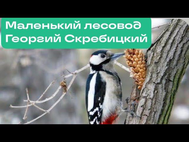 Маленький лесовод. Георгий Скребицкий