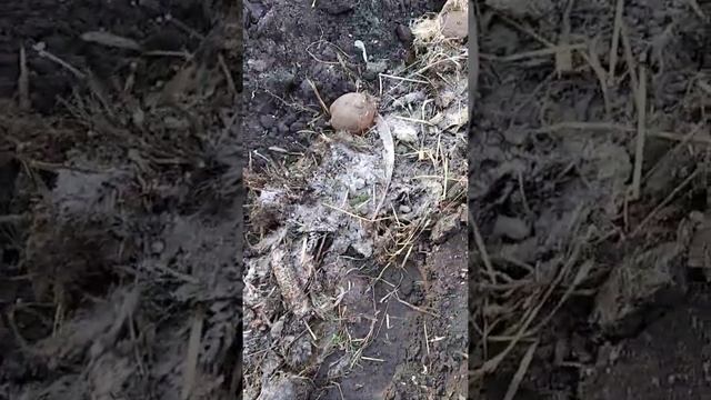 Картофель / Ранний урожай картофеля / Проращивание клубней картофеля перед посадкой