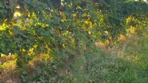 Яккабог посёлка участка сотилади #яккабог,#uzbekistan#кашкадаре