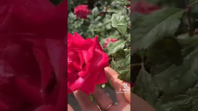 Ходьба полезна 10 000шагов норма г. Алматы смотреть онлайн