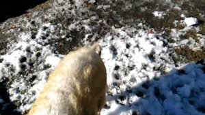 Половое созревание Венгерской Мангалицы