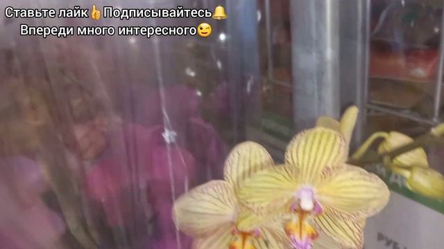 Большой завоз ОРХИДЕЙ в Леруа Липецк?Море красоты?ФАЛЕНОПСИС?Стандарты?Мини?Микро орхидеи?Биглип?