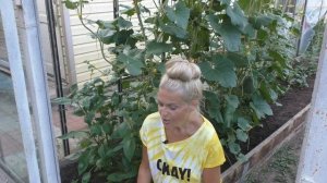 Опыляем арбузы и дыни