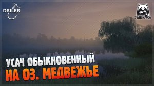 Усач обыкновенный - где поймать? Озеро Медвежье. Русская Рыбалка 4/Russian Fishing 4
