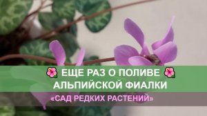 Еще раз о поливе альпийской фиалки \ европейского цикламена