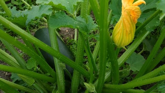 КАБАЧКИ ЗАВЯЗЫВАЮТСЯ ПАЧКАМИ ! МОИ СЕКРЕТЫ ВЫРАЩИВАНИЯ РАННЕГО УРОЖАЯ !