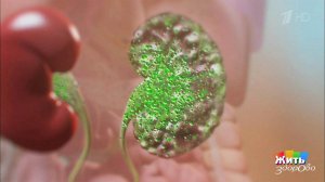 Боль в пояснице. Пиелонефрит. Жить здорово! Фрагмент выпуска от 03.04.2019