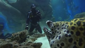 Погружение в Москвариуме Пантелеев Антон