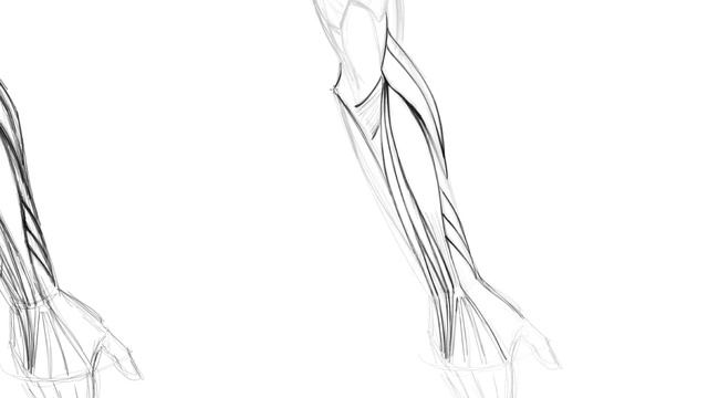 Lesson 04. Drawing the back of the Arm Refinement