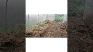 Как очень быстро привести грядки в порядок без прополки и копки // Борьба С Пыреем // С.Х.У