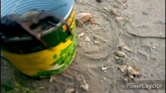 Нашли жука Оленя! (ЧИТАТЬ ОПИСАНИЕ) смотреть онлайн