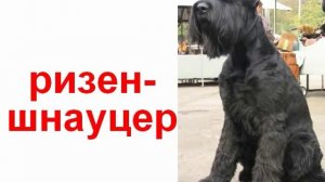 Животные породы собак 1