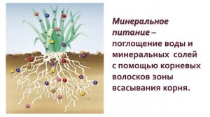 Биология 9 класс. Растительный организм и его особенности