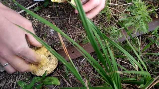 ПОДЛИВА ВМЕСТО ПРИКОРМКИ РЫБОЛОВНОЙ! Эксперимент! РЕАКЦИЯ РЫБЫ НА Maggi, подводная съемка! смотреть онлайн