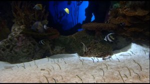 Большой аквариум в Атланте