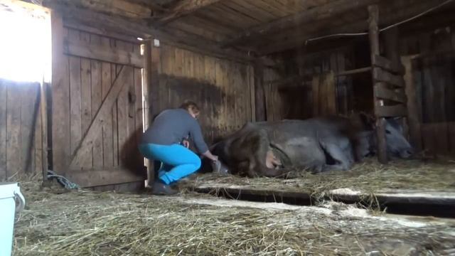 КОРОВА ОТЕЛИЛА ГОЛУБУЮ ТЕЛОЧКУ!ПРИНИМАЮ ОТЕЛ! смотреть онлайн