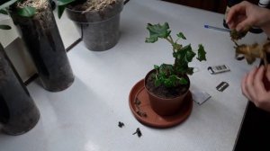 БЕГОНИЯ ЭЛАТИОР ПОСЛЕ ЧЕРЕНКОВАНИЯ#СОХНУТ ЛИСТЬЯ У БЕГОНИИ