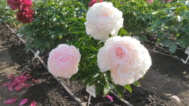 Пион Светлана Седова смотреть онлайн