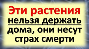 Народные приметы о комнатных цветах: счастливые и опасные растения