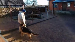 Тест №77.  Немецкая овчарка.