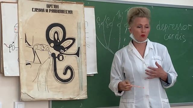 Орган слуха и равновесия смотреть онлайн