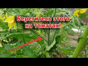 Берегитесь этого: черная мошка на томатах