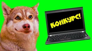 НОУТБУК ДЛЯ ПОДПИСЧИКОВ!! (Хаски Бублик) Говорящая собака Mister Booble