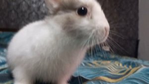 как ухаживать за кроликом?????вот он ответ