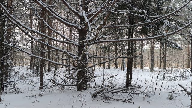 Заснеженный лес. ч.18. Декабрь 2023