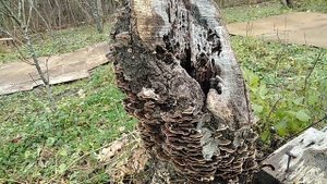2019_01_08 #противоопухолевый #гриб #траметес #разноцветный #Trametes #versicolor