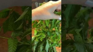 Тибетская малина / Земляничная малина / Японская малина / Как ухаживать за тибетской малиной?