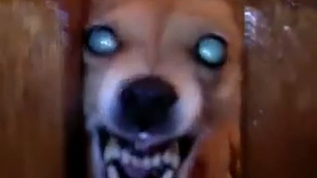 Рыжая шавка заливается лаем смотреть онлайн