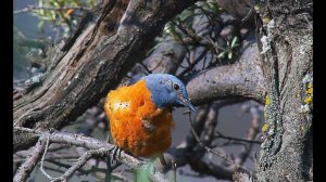 Дрозд пестрый каменный (Monticola saxatilis) - Common rock thrush