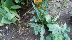 Мой любимый полесадник " Как без особых усилий размножать плетистые розу"