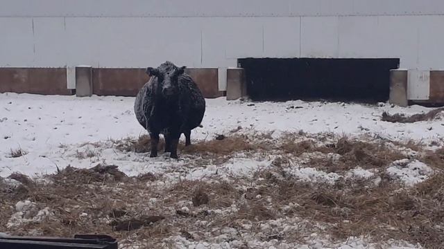 ждем двойню,очень толстая корова смотреть онлайн