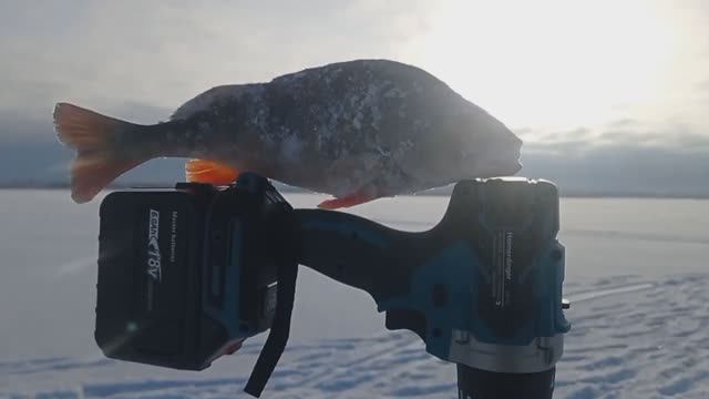 ЗИМНЯЯ БЛЕСНА. РАЗДАЧА ОКУНЯ! смотреть онлайн