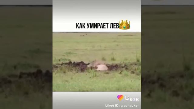 Как умирает Лев (царь зверей )