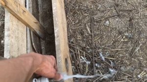 Ниппельные поилки для свиней