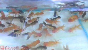 Золотая рыбка - форма Красно-черная Оранда. Аквариумные рыбки. Аквариумистика.