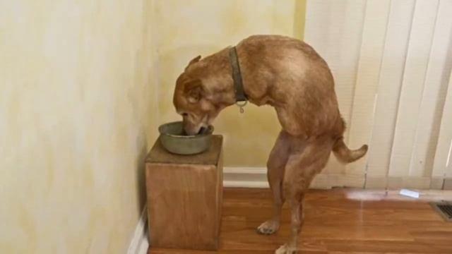 10 САМЫХ УЖАСНЫХ МУТАЦИЙ ЖИВОТНЫХ