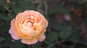 розы красный конь и розоман дженон. питомник роз полины козловой - rozarium.biz