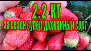 Самый урожайный сорт клубники Килограмм с первой волны