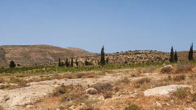 Надо полить маленькие деревца смотреть онлайн