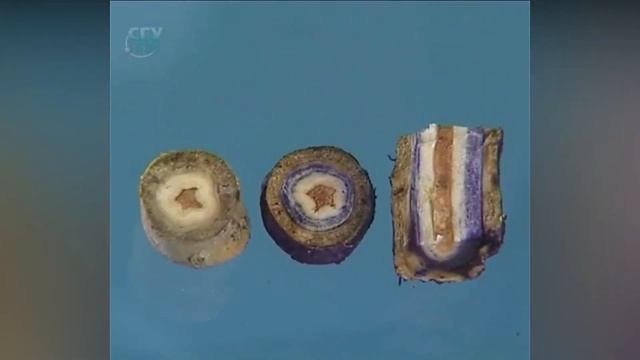 Стебель Передвижение воды по древесине Опыт смотреть онлайн