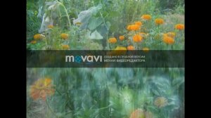 ПРИРОДНОЕ ЗЕМЛЕДЕЛИЕ. С чего начать?